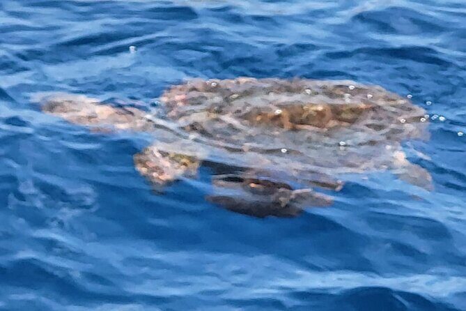 SEA SAFARI Dolphins, Whales, 3h speedboat DISCOVERY-TOUR - Who Should Consider This Tour?