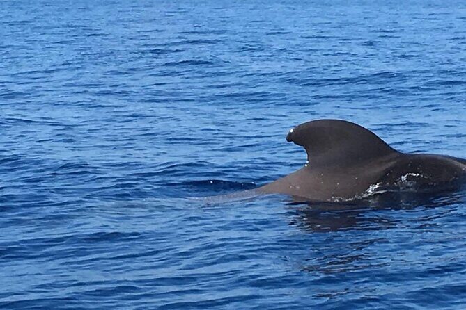 SEA SAFARI Dolphins, Whales, 3h speedboat DISCOVERY-TOUR - The Sum Up
