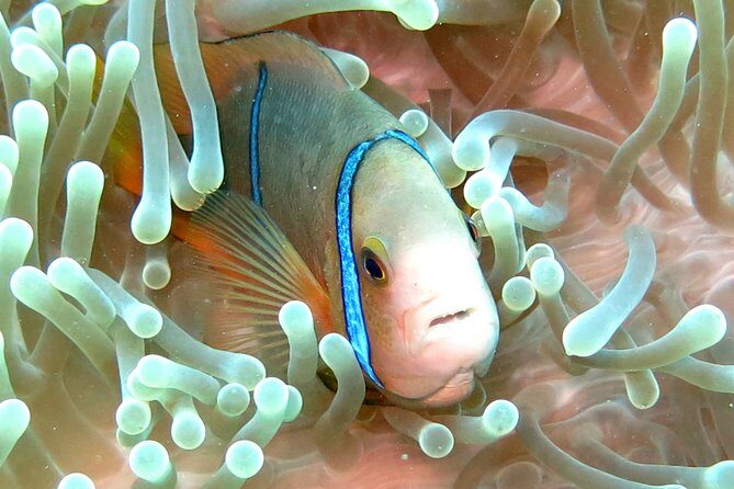Sea Scooter Jet Snorkeling "Moorea Dream Adventure" - Final Thoughts
