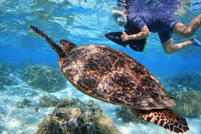 Sea Scooter Jet snorkeling "Moorea Reef Adventure" - Discover Moorea’s Underwater World with Ease