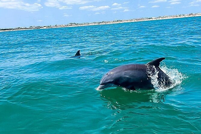 sea-screamer-cruise-2-hour-dolphin-watch-tour-in-south-carolina