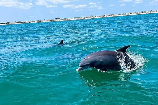 sea-thunder-cruise-2-hour-tour-surrounded-by-dolphins-in-s-c