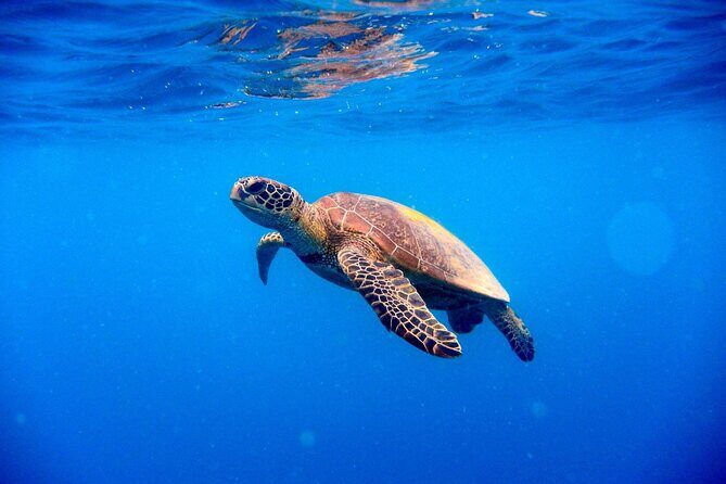 Sea Trip by Boat to Marsa Mubarak  Snorkeling in Marsa Alam - The Itinerary Breakdown: What to Expect