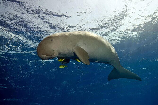 Sea Trip by Boat to Marsa Mubarak  Snorkeling in Marsa Alam - FAQ
