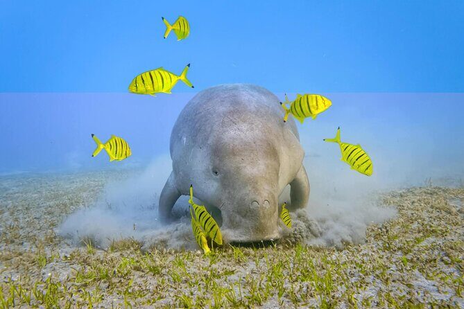 Sea Trip by Boat to Marsa Mubarak  Snorkeling in Marsa Alam - Final Thoughts