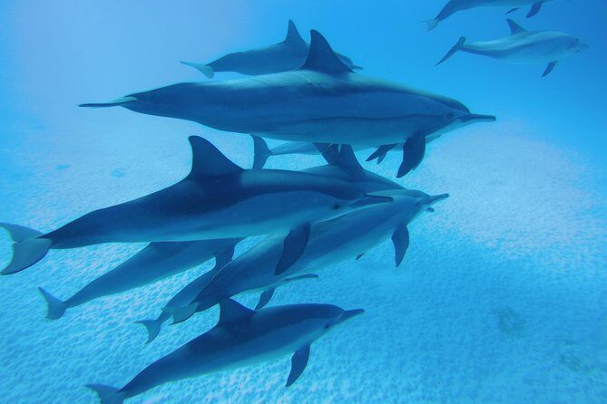 Sea Trip to Dolphin House & Snorkeling With Lunch - Marsa Alam - Key Points