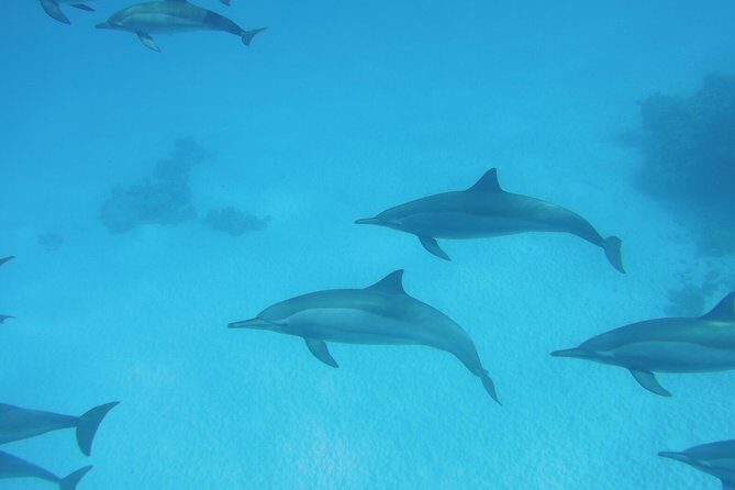 Sea Trip to Dolphin House & Snorkeling With Lunch - Marsa Alam - What to Expect from the Dolphin House & Snorkeling Trip
