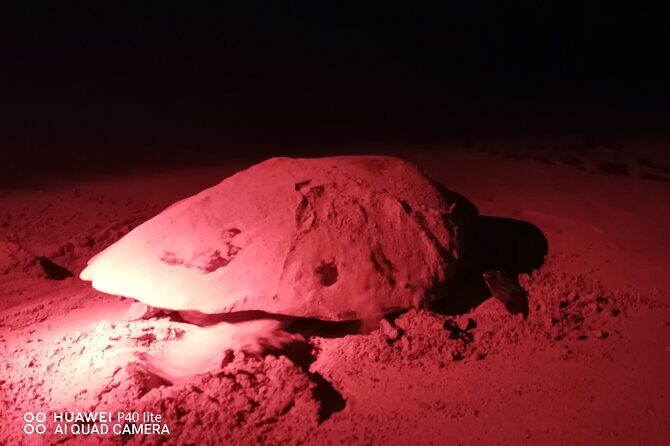 Sea Turtle Nesting Observation on Sal Island - An In-Depth Look at the Experience