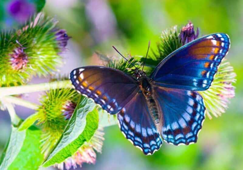 Sea turtle Sanctuary, Butterfly Center & the Rock Restaurant - Deep Dive Into Each Stop