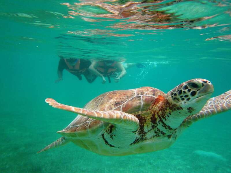 sea-turtle-tour
