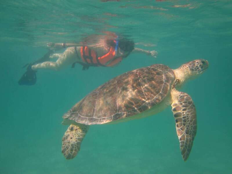 sea-turtle-tour