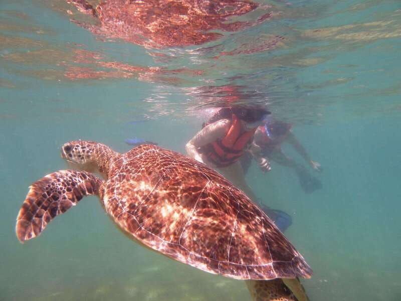 sea-turtle-tour