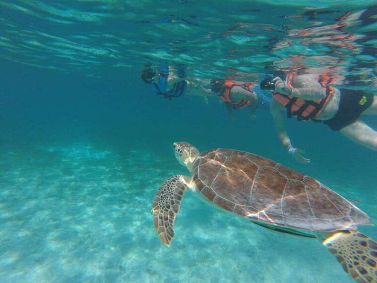 sea-turtle-tour