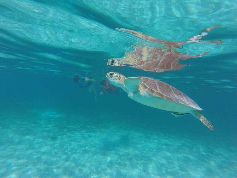 sea-turtle-tour