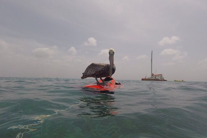 seabob-private-tours-in-aruba