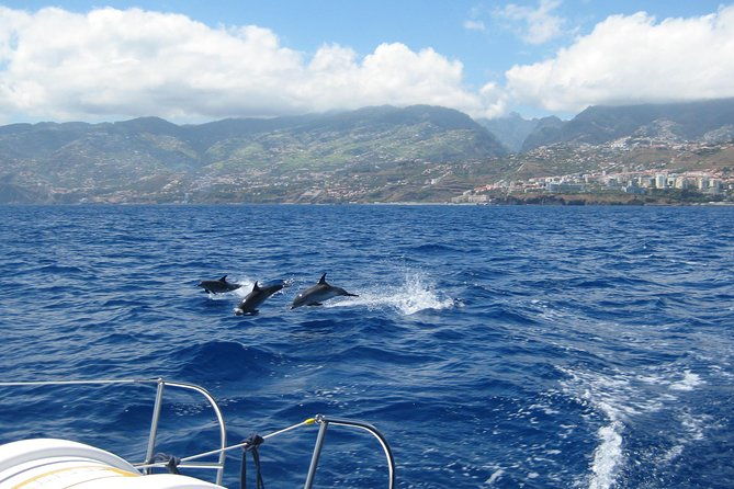 seaborn-catamaran-trips