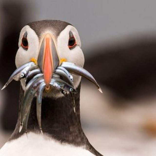 seahouses-farne-islands-and-longstone-lighthouse-tour
