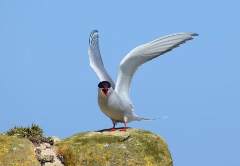 seahouses-inner-farne-national-trust-bird-sanctuary-tour