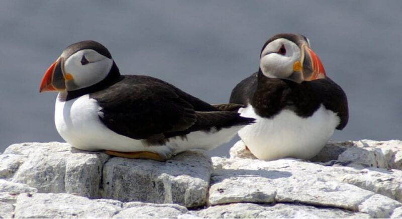 seahouses-inner-farne-national-trust-bird-sanctuary-tour