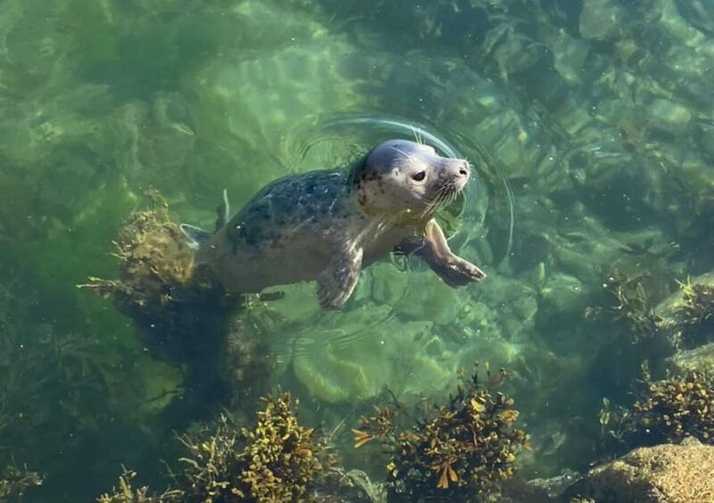 seahouses-inner-farne-national-trust-bird-sanctuary-tour