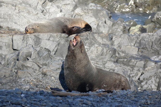 Seal Coast Safari - Exclusive access to Wellington's secret coast - Authentic Reviews and Insights