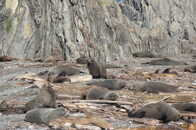 Seal Coast Safari - Exclusive access to Wellington's secret coast - Practical Tips for Travelers