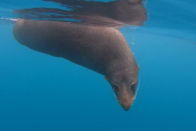 Seal Kayaking Adventure in Kaikoura - Exploring Kaikoura’s Marine Life on Pedal Kayaks