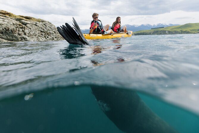 Seal Kayaking Adventure in Kaikoura - The Sum Up
