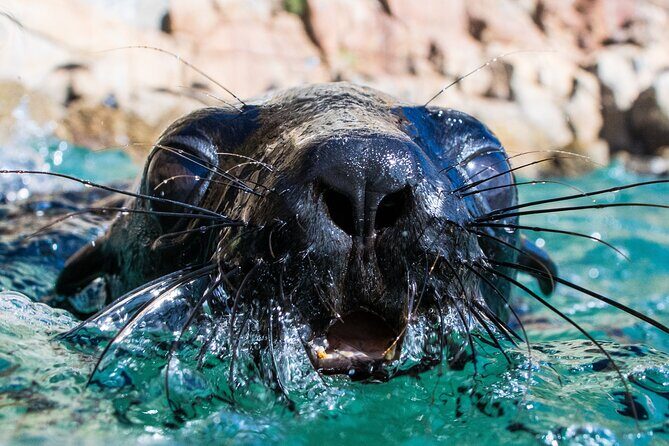 Seal Swimming Activity in Plettenberg Bay - Seal Swimming Activity in Plettenberg Bay