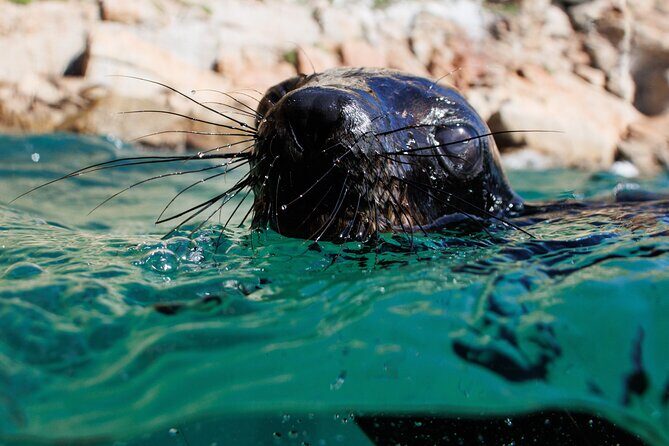 Seal Swimming Activity in Plettenberg Bay - The Sum Up