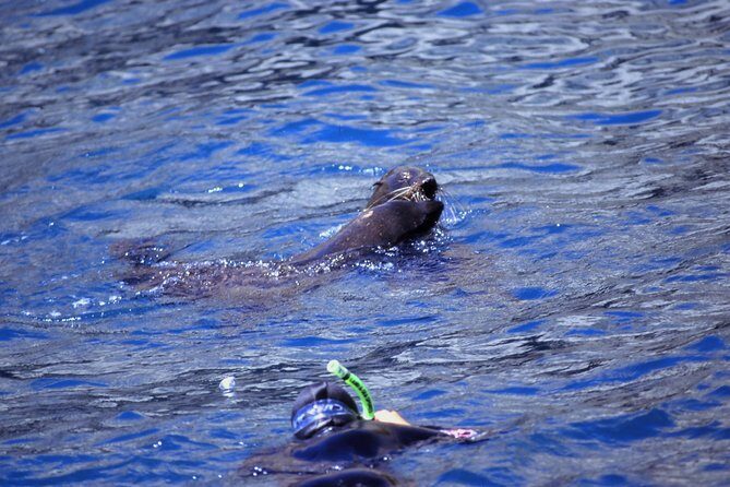 Seal Swimming Tour from Kaikoura - What to Expect on the Seal Swimming Tour from Kaikoura