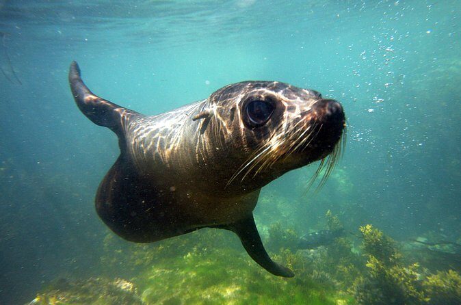 Seal Swimming Tour from Kaikoura - Who This Tour Is Best For