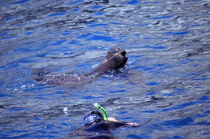Seal Swimming Tour from Kaikoura - The Sum Up: Is the Seal Swimming Tour Worth It?