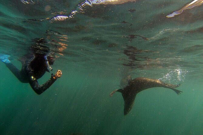 Seal Swimming Tour from Kaikoura - FAQs