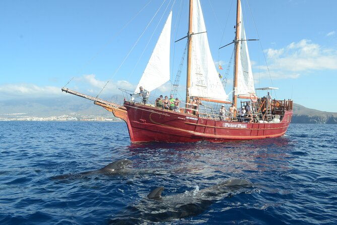 sealife-dolphin-whale-watching-aboard-portuguese-schooner