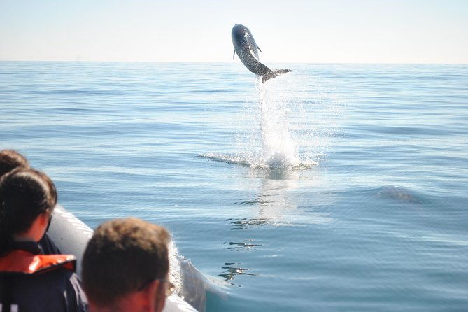 sealife-sea-safari-dolphin-watching-with-marine-biologists-lagos