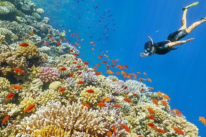 Seascope Submarine Hurghada - What to Expect from the Seascope Submarine Hurghada Tour