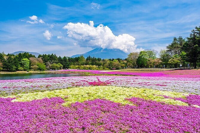 Season Special: Private Mt. Fuji Shibazakura Spring Tour - Key Points