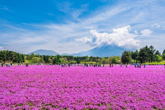 Season Special: Private Mt. Fuji Shibazakura Spring Tour - An In-Depth Look at This Mt. Fuji Spring Tour