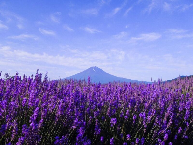 Seasonal Mt. Fuji Scenic Views, Fruit Picking and Ropeway! - Exploring the Itinerary: What You Can Expect
