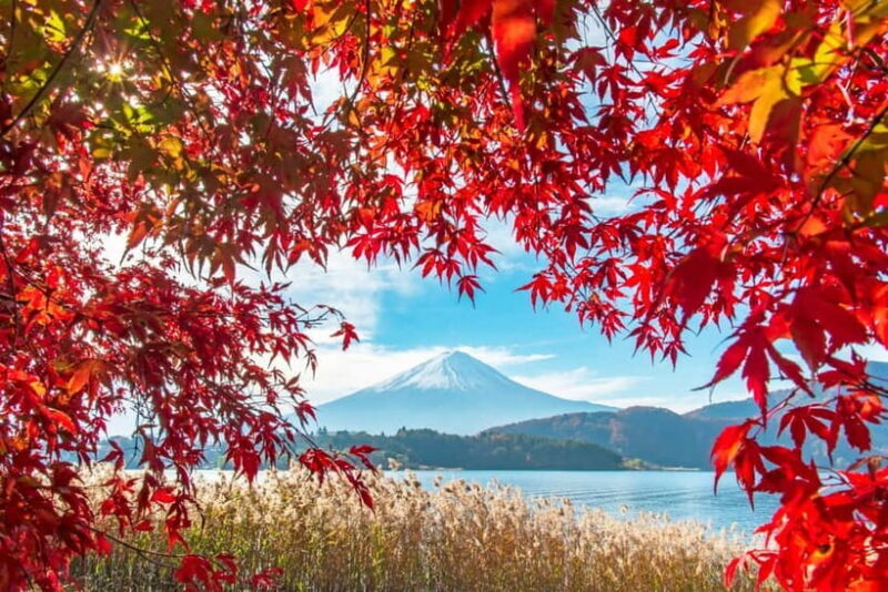 Seasonal Mt. Fuji Scenic Views, Fruit Picking and Ropeway! - Authentic Experiences and Tips