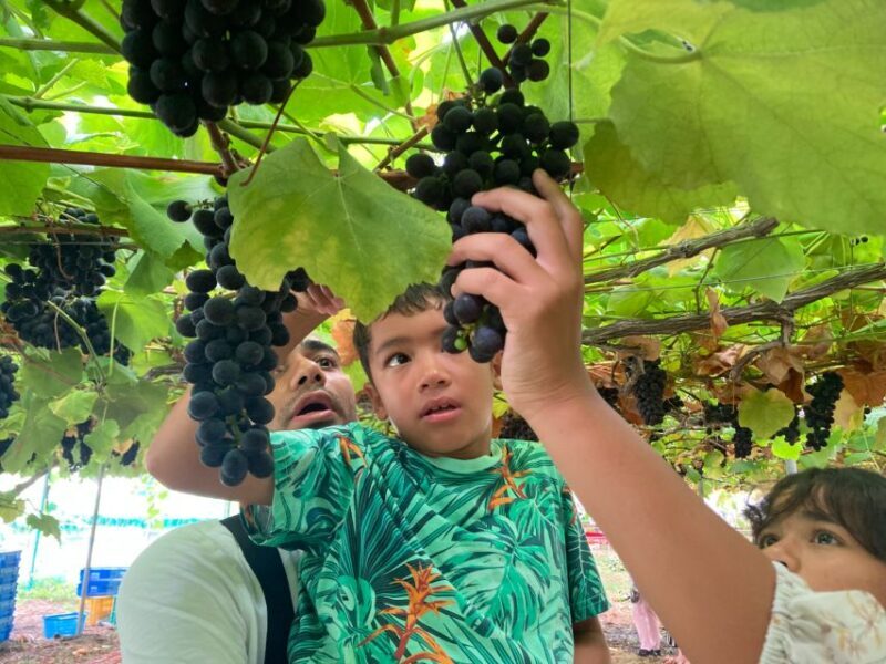 Seasonal Mt. Fuji Scenic Views, Fruit Picking and Ropeway! - FAQ