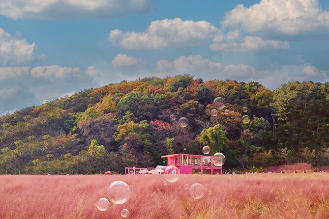 Seasonal Pocheon Full Day Tour with Apple Farm Experience - The Sum Up