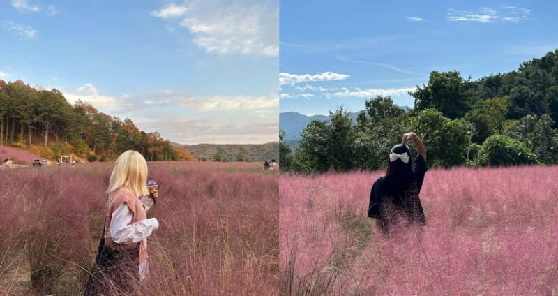 Seasonal Pocheon Full Day Tour with Apple Farm Experience - Introduction