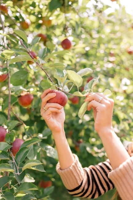 Seasonal Pocheon Full Day Tour with Apple Farm Experience - Who Would Love This Tour?