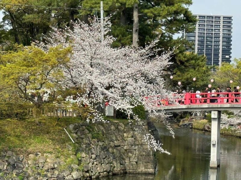 Seasonal Splendor  Kyoto Cherry Blossoms (Spring Only) - Final Thoughts: Is It Worth It?