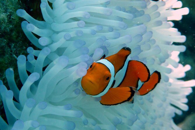 Seastar Luxury Outer Great Barrier Reef Island and Reef Tour - Overview of the Experience