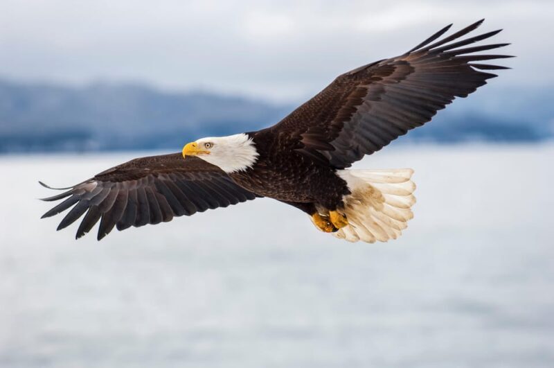 Seattle: Half-Day Wildlife and Whale Watching Cruise - Who Should Consider This Tour?