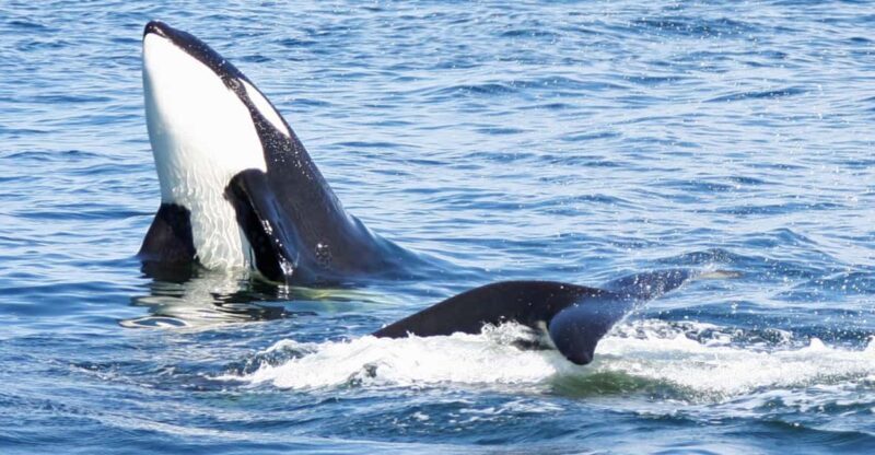 Seattle: Half-Day Wildlife and Whale Watching Cruise - FAQs