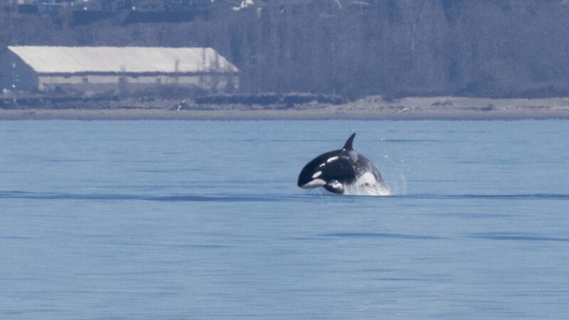 Seattle: Half-Day Wildlife and Whale Watching Cruise - Final Thoughts